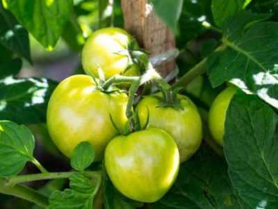 Caractéristiques des variétés de tomates: atout sibérien