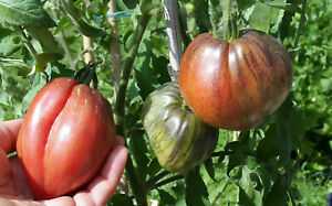 Caractéristiques des variétés de tomates Babushkino Lukoshko