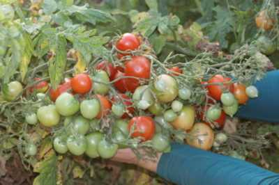 Caractéristiques des variétés de tomates Cherry Red