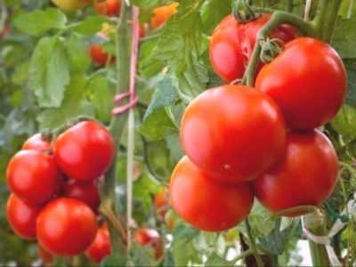 Caractéristiques des variétés de tomates Eupator