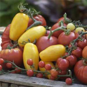 Caractéristiques des variétés de tomates GS 12