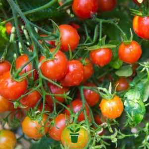 Caractéristiques des variétés de tomates naines