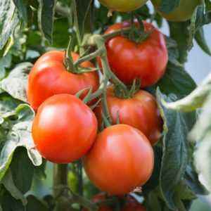 Caractéristiques des variétés de tomates Pierre le Grand
