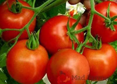 Caractéristiques des variétés de tomates Polfast f1