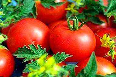 Caractéristiques des variétés de tomates Solerosso F1