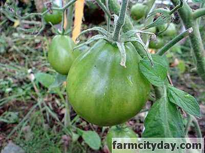 Caractéristiques et caractéristiques de la tomate Auria