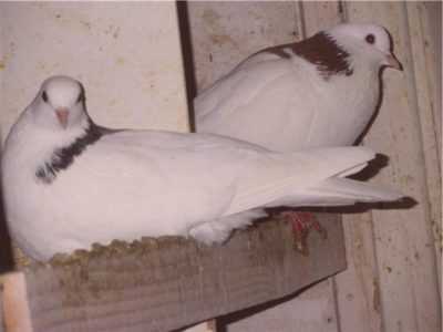 Caractéristiques et caractéristiques des pigeons iraniens
