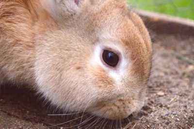 Causes de la stomatite chez le lapin et méthodes de traitement