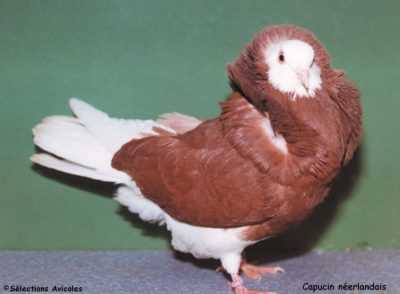 Causes de salmonellose chez les pigeons