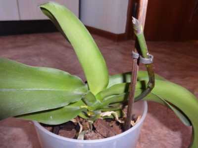 Causes des gouttes collantes sur l'orchidée
