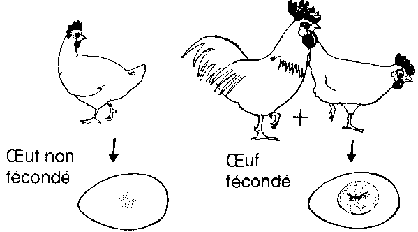 Causes des plumes chez les poulets et méthodes de traitement