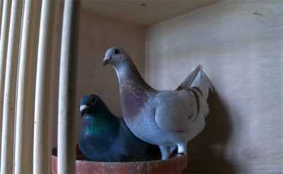 Causes des tourbillons de pigeons
