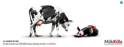 Causes du lait avec du sang chez les vaches