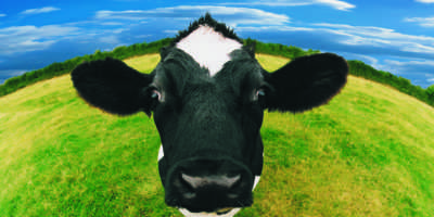 Ce qui détermine la durée de vie d’une vache domestique