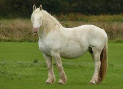 Cheval Bulan - le cheval le plus précieux du passé