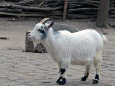Chèvres camerounaises miniatures