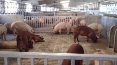 Combien de jours un porc marche et comment vérifier l’efficacité de l’accouplement