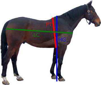 Combien doit peser un cheval?
