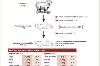 Combien pèse un mouton moyen, poids net par viande