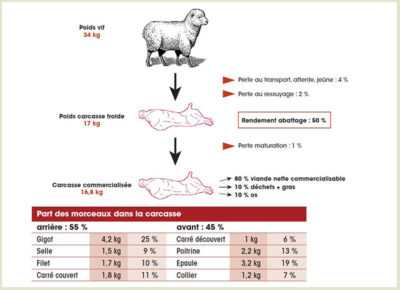 Combien pèse un mouton moyen, poids net par viande