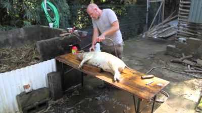 Comment abattre un cochon