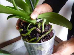 Comment aider une orchidée avec des racines sèches