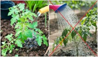 Comment arroser les tomates pendant le processus de croissance