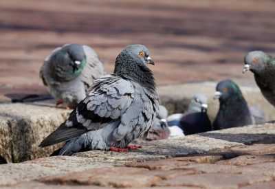 Comment attraper un pigeon domestique ou sauvage