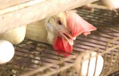 Comment augmenter la production d’œufs chez les poulets domestiques