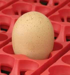 Comment choisir un modèle d'incubateur pour les œufs de poule