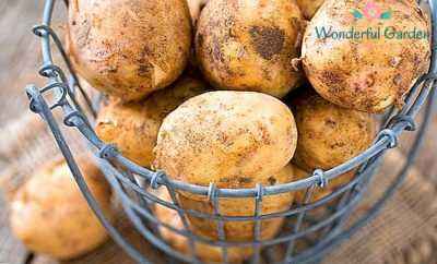 Comment conserver les pommes de terre dans l'appartement et dans la maison