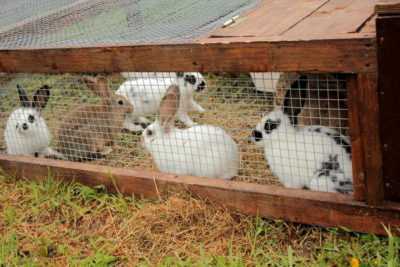 Comment construire une étable pour les lapins