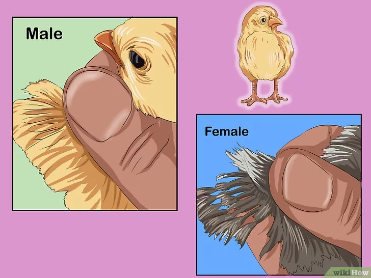 Comment déterminer le sexe du poulet
