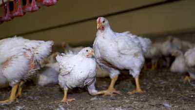 Comment et quoi nourrir les poulets pour transporter de nombreux œufs