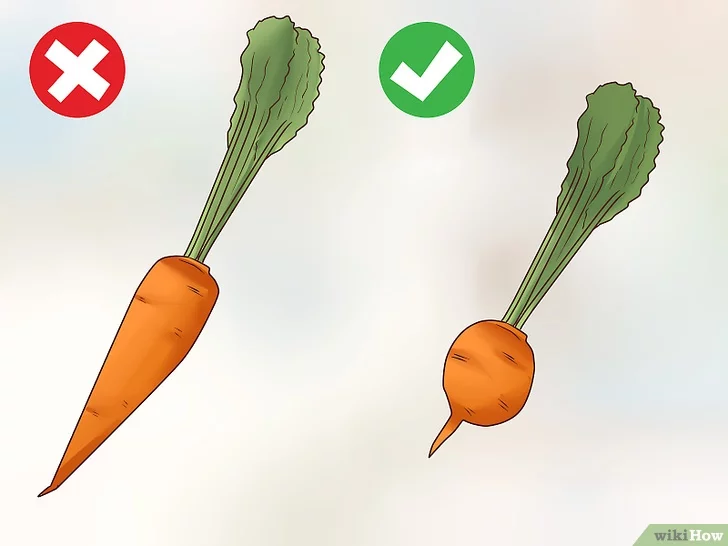 Comment faire germer rapidement des graines de carotte