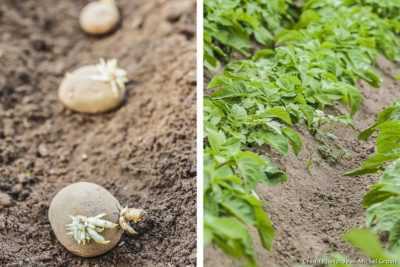 Comment faire pousser des pommes de terre à partir de germes