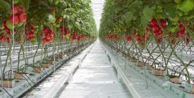 Comment faire pousser des tomates en hydroponie