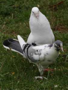 Comment les pigeons se reproduisent