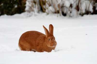Comment nourrir les lapins en hiver