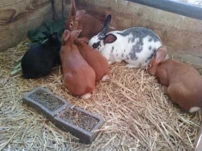 Comment nourrir les lapins et comment le faire correctement