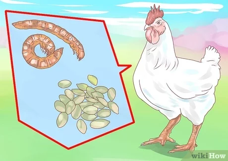 Comment nourrir les poulets