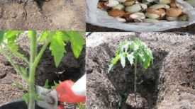 Comment planter correctement les tomates