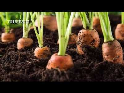 Comment planter des carottes sans éclaircir