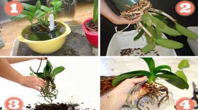 Comment planter une orchidée