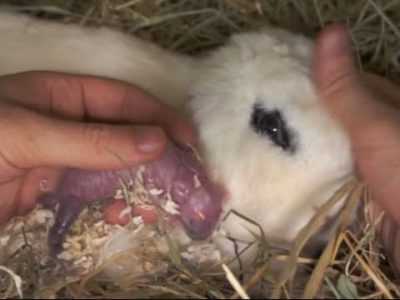 Comment préparer un lapin pour l'accouchement