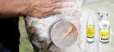 Comment se débarrasser des parasites des poulets dans un poulailler