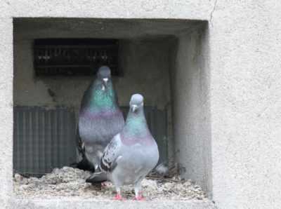 Comment se débarrasser rapidement des pigeons sur le balcon
