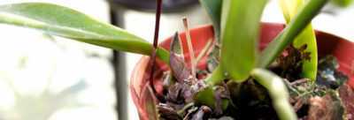 Comment stimuler la floraison des orchidées