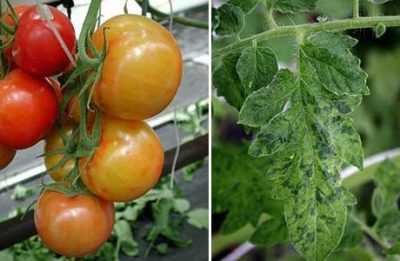 Comment traiter le virus de la mosaïque du tabac sur les tomates