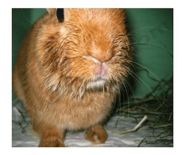 Comment traiter un museau mouillé chez le lapin